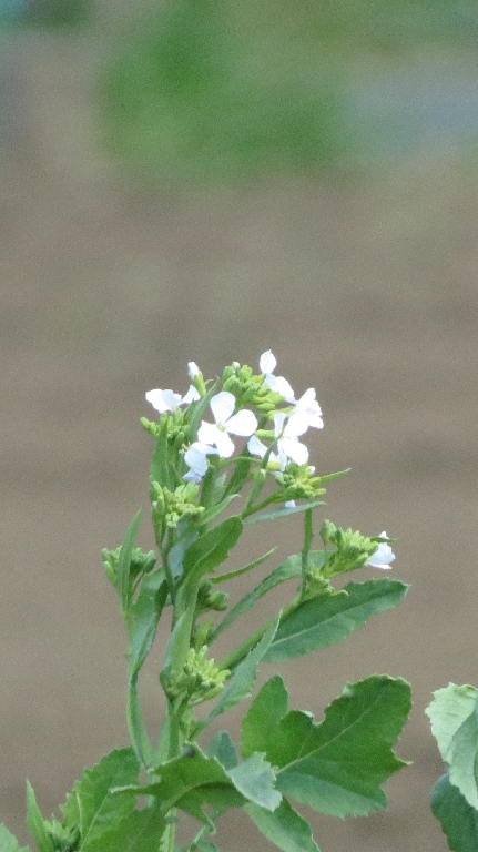 daikon no hana 2